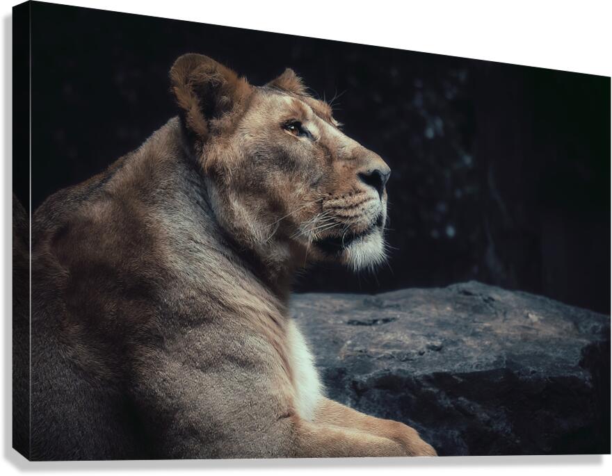 Lioness  Canvas Print