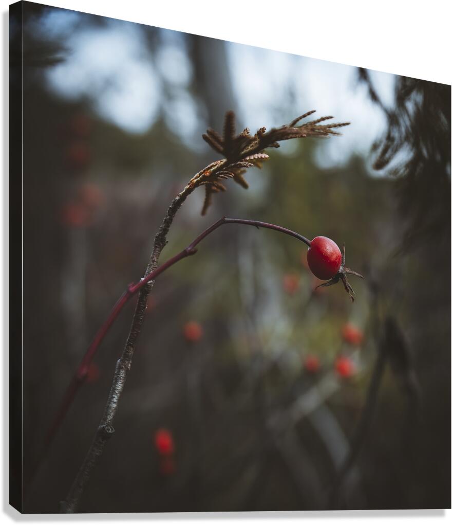  VOP5728  Canvas Print