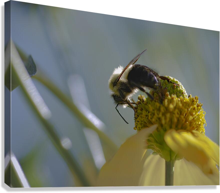 Bee - Yellow Flower  Canvas Print