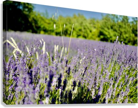 B2 Canvas Print
