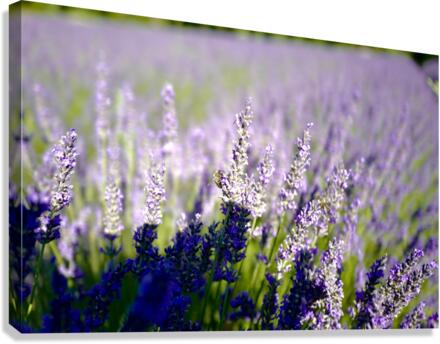 B Canvas Print