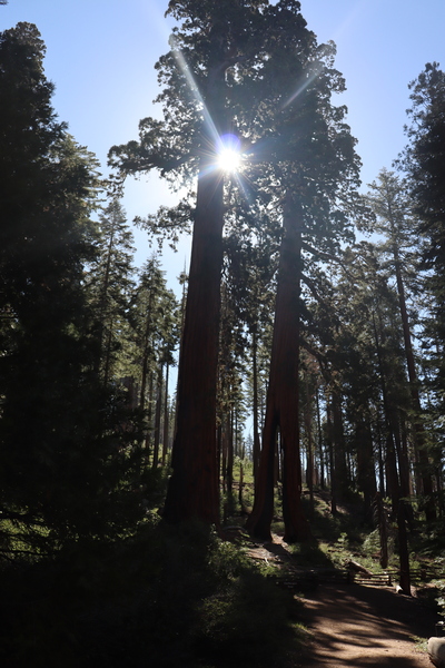 Sunlight and Sequoias by Photography by Tracey