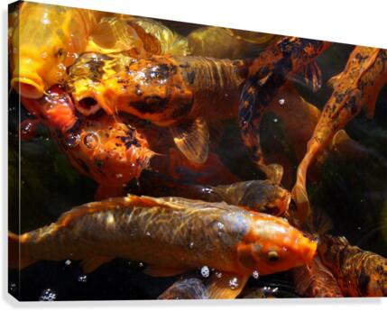 FISH2 Canvas Print