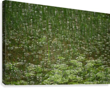 FloodRain4 Canvas Print