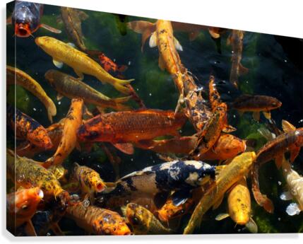 FISH1 Canvas Print