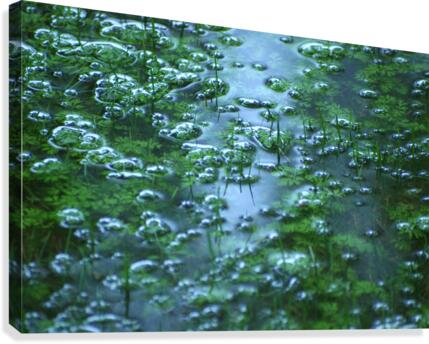 FloodRain3 Canvas Print