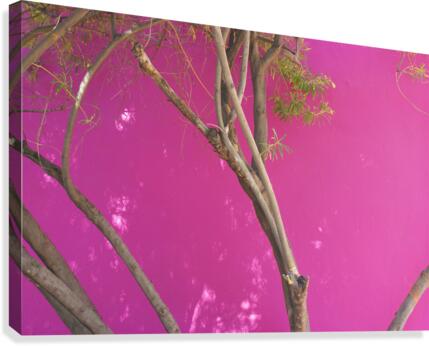 PNK TREE Canvas Print