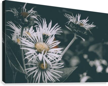 Daisy  Canvas Print