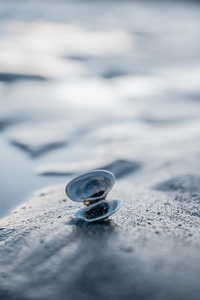 Black Sand Shell by Benlo