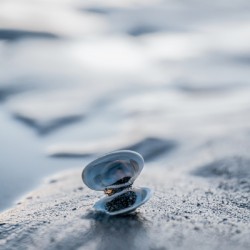 Black Sand Shell