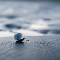 Tide Shell