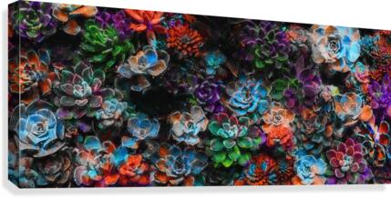 Succulent Explosion Canvas Print
