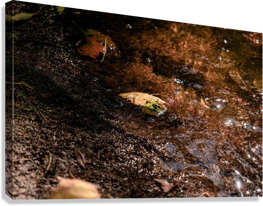 DSC00751 Canvas Print