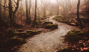 path trees forest fantasy