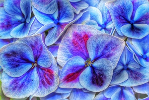 hydrangea blossoms petals nature