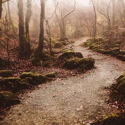 path trees forest fantasy