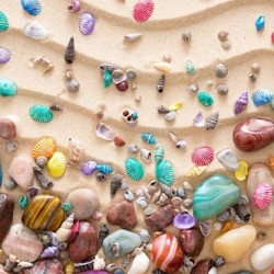 Sea shells colourful
