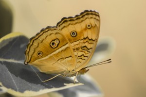 Beautiful Butterfly
