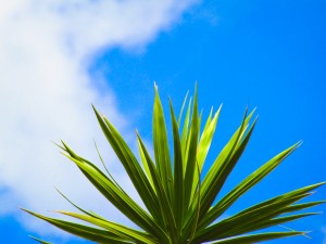 Green Leaf Blue Sky