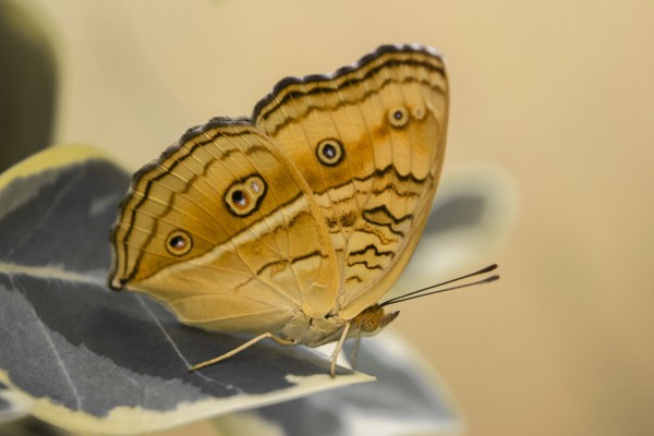 Beautiful Butterfly by Shajhan Sheriff