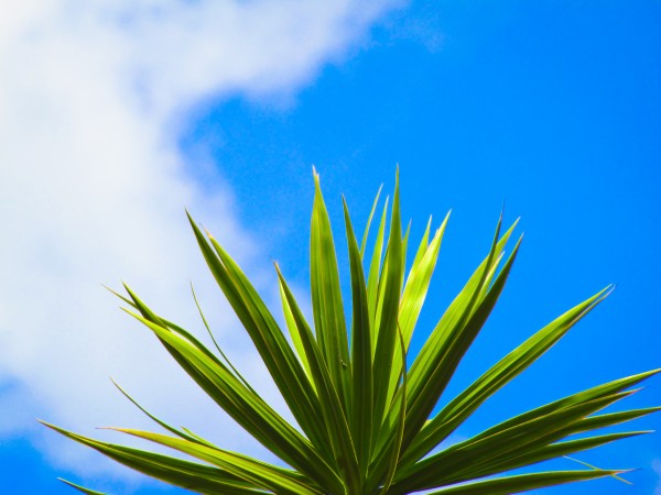Green Leaf Blue Sky by Shajhan Sheriff