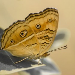 Beautiful Butterfly