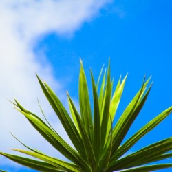 Green Leaf Blue Sky