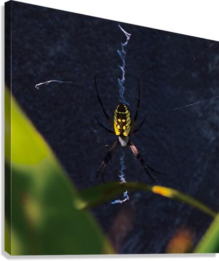 Dream Weaver Canvas Print
