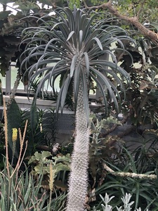 Palm Beauty