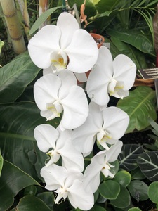 White Orchids