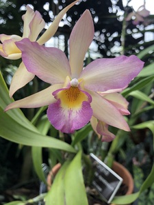 Orchid Beauty 