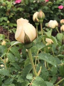 Rose Bud