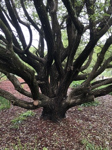 Trunk