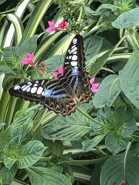 Butterfly Print