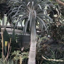 Palm Beauty