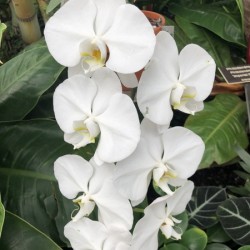 White Orchids