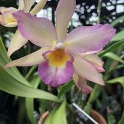 Orchid Beauty 