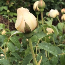 Rose Bud