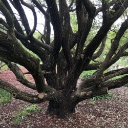 Trunk