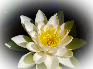 Water Lily