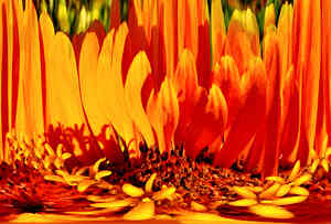Orange Earthfire