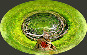 The Old Spirit of the Forest