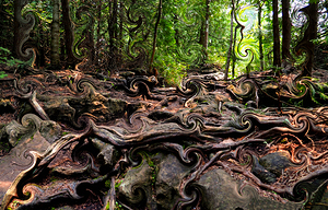 The Roots of the Forest
