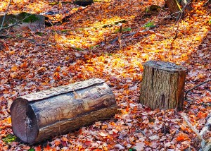 In the Forest