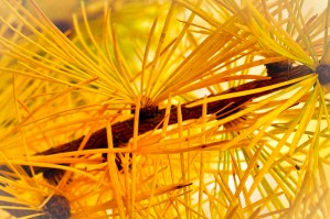 Golden Needles