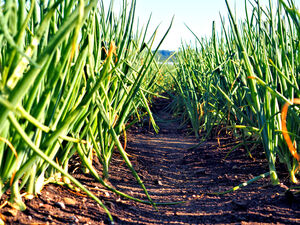 Onion Avenue