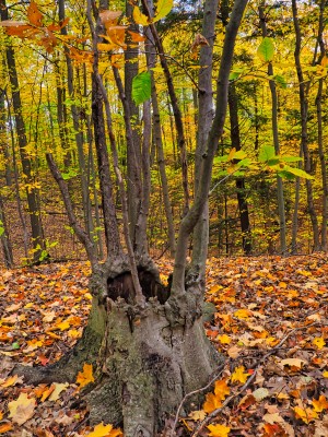 The Crown of the Trees