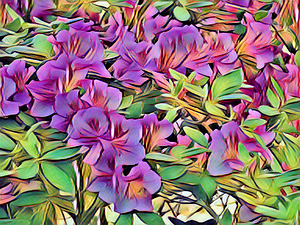 Azaleas