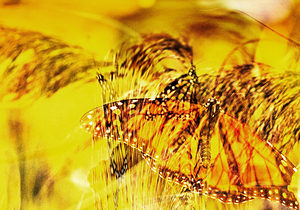 Butterfly dreams