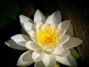 Water Lily 2